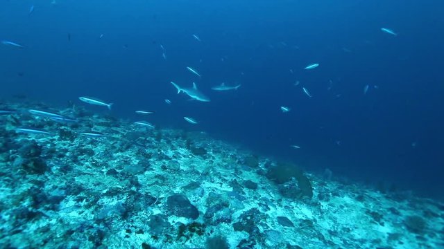 Sharks swims by seabed, South Maldives