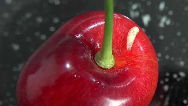 worm in cherry on black marble background