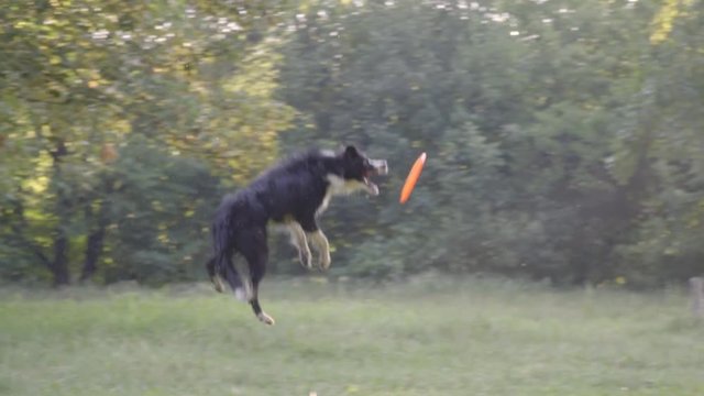 A border collie jumps over a slender girl handler and catches an orange frisbee, but flies by and runs back, training on a sunny day. Slow motion