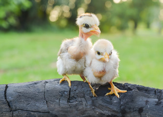 Chicks morning sun