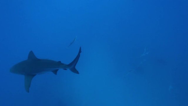 Bull shark swims in Bahamas, POV