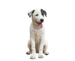 puppy,dog isolate with clipping path
