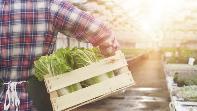 Happy Farmer Walks with Box full of Vegetables Through Industrial, Bright Greenhouse