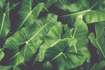 Green leaves with dews under sunlight.