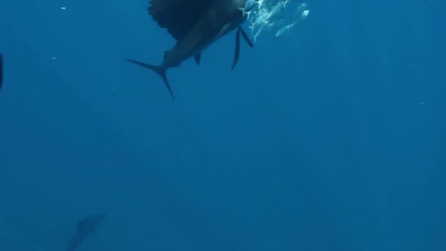Scuba divers photograph sailfish feeding, POV