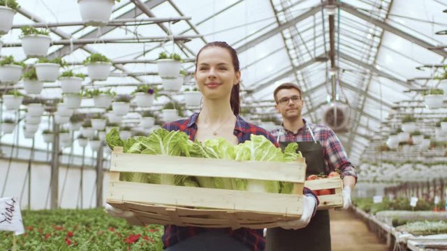 Two Happy Industrial Greenhouse Workers Carry Boxes Full of Vegetables. People are Smiling and Happy with Organic Food They're Growing.Shot on RED EPIC-W 8K Helium Cinema Camera.