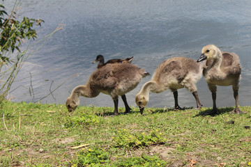 Canadian geese and little goslings of Kingston's lake Ontario 