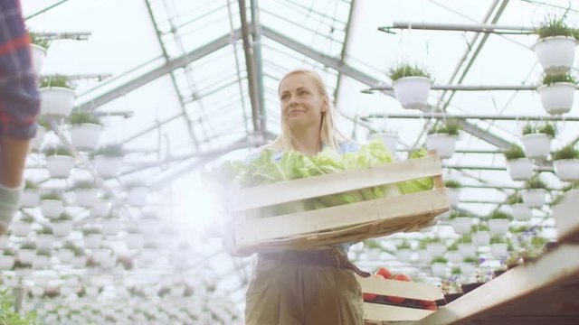 Farmers Work as a Team Passing Box of Vegetables to Each other.They Work in the Big Industrial Greenhouse. Shot on RED EPIC-W 8K Helium Cinema Camera.