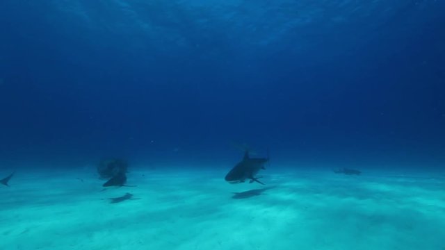 Tiger shark swims past camera in the Bahamas, POV