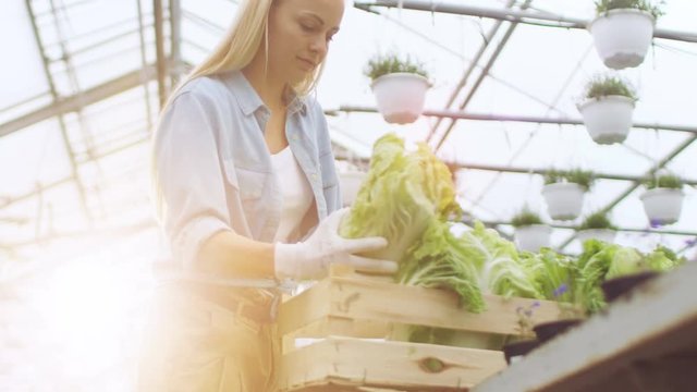 Hard Working Female Farmer Packs Box with Vegetables. She Happily Works in Sunny Industrial Greenhouse. Various Plants Growing Around Her. Shot on RED EPIC-W 8K Helium Cinema Camera.
