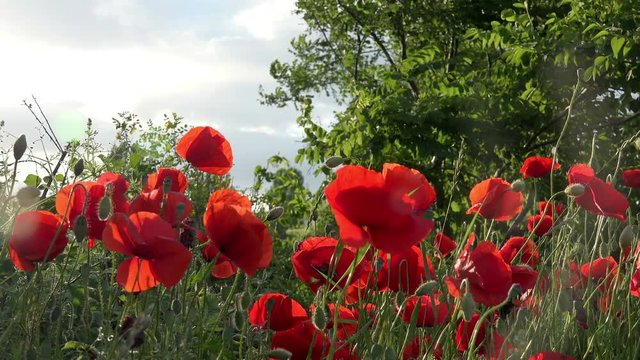 Vivid poppy field on meadow, panning shot