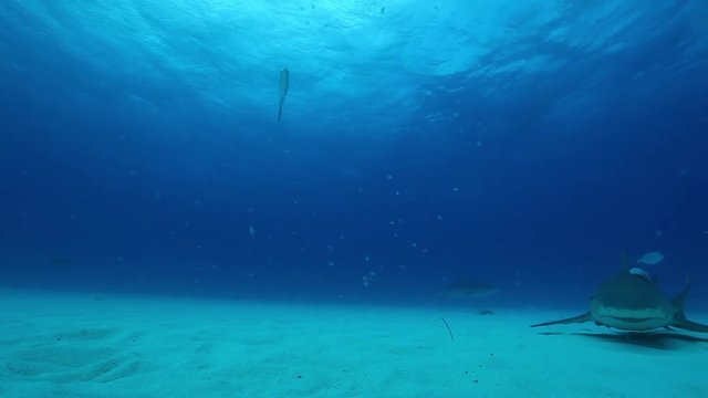 Low-angle, bull shark swims along ocean floor, POV