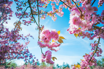 japanese cherry tree pink flowers against blue sky, Paris, France