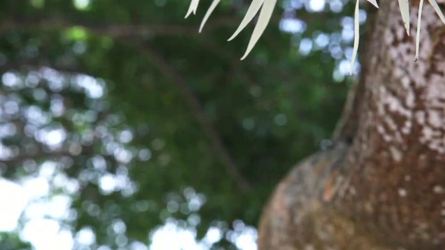 Close up, tropical white flower on tree