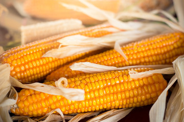 measurement moisture of dry yellow corn,close up yellow dried corn for background, dried corn for popcorn of animal feed.