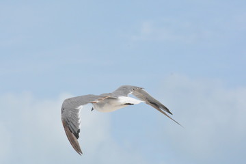 Seagull in flight