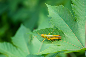 Grasshoppers jumping on green leaves