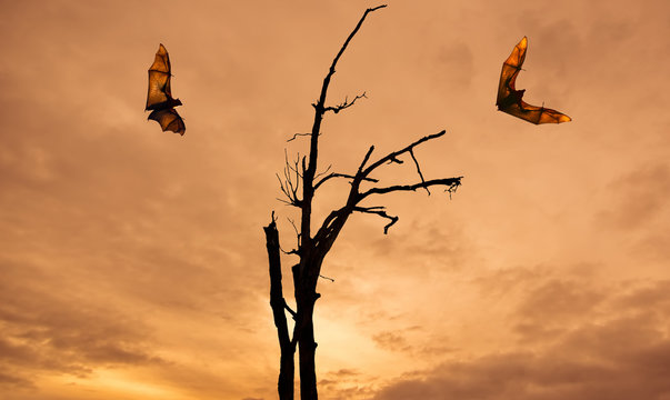 Dead Trees silhouette with flying Foxes Halloween concept