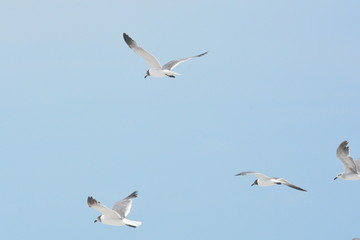 Flight of seagulls