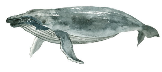 Watercolor blue whale © Ivan Feoktistov