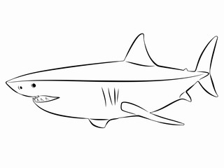 illustration of shark, vector draw