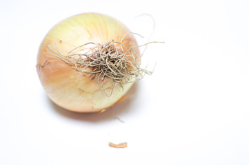 onion on the white background