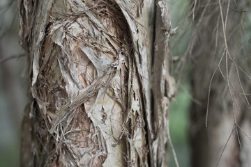 Paper bark tree