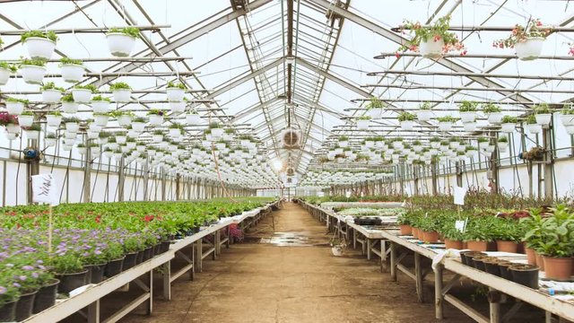 In the Sunny Industrial Greenhouse Camera Moves Through the Rows of Beautiful, Rare and Commercially Viable Flowers and Plants Growing. Big Scale Production Theme.