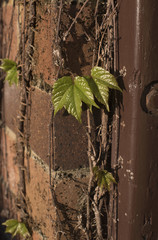 Vine growing on the wall