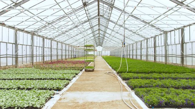 In the Sunny Industrial Greenhouse Camera Moves Through the Rows of Colorful, Beautiful, Rare and Commercially Viable Flowers and Plants Growing. Big Scale Production Theme.