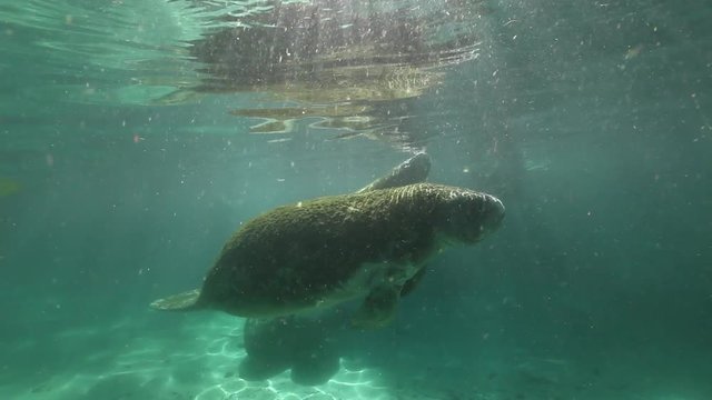Moss covered manatee swims by river surface, POV