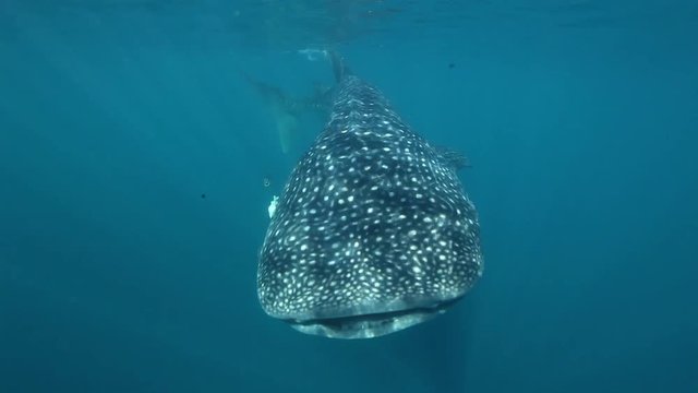 Whale shark swims in Yucatan Peninsula