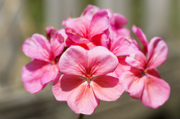 Fototapeta na wymiar Flowering geranium, pink