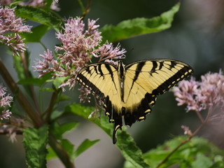 Swallowtail butterfly on flowers