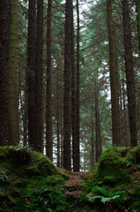 Obraz premium Irish Forest