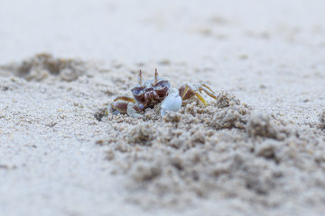 crab with Sand on the beach