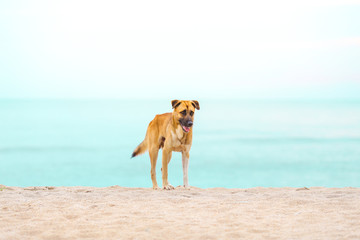Obraz premium Dog standing at the beach the morning.