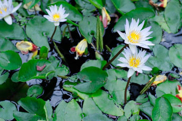 Lily pad