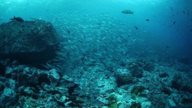 School of fish near ocean floor, POV