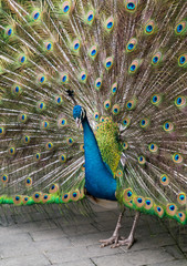Obraz premium Beautiful spread of a peacock