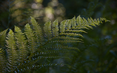 Forest fern