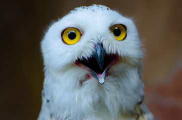 The owl has yellow eyes and a white body with brown spots and open mouth for food.