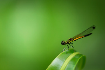 small dragonfly with green nature background.
