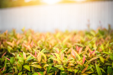 Natural green grass texture, green grass background for design with copy space for text or image