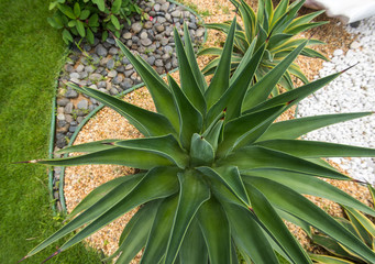 Fototapeta premium Sharp pointed agave plant leaves
