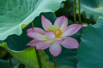blooming lotus flower