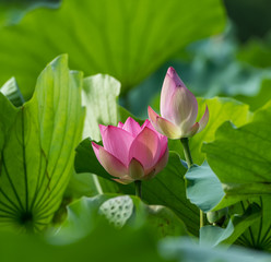 blooming lotus flower