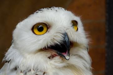 The owl has yellow eyes and a white body with brown spots and open mouth for food.