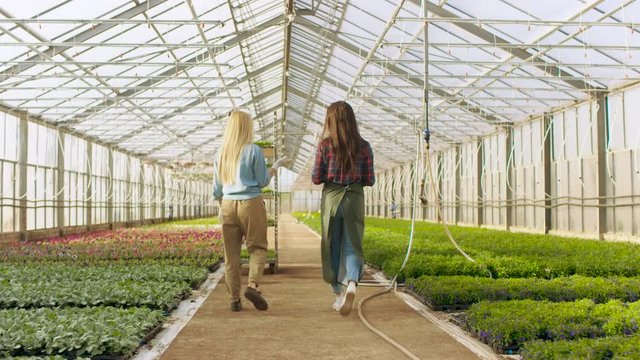 In the Sunny Industrial Greenhouse Professional Gardener Teacher Her Young Apprentice How to Work with Beautiful Flowers. Shot on RED EPIC-W 8K Helium Cinema Camera.