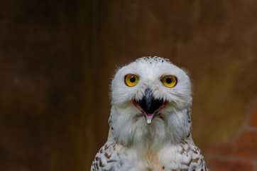 The owl has yellow eyes and a white body with brown spots and open mouth for food.